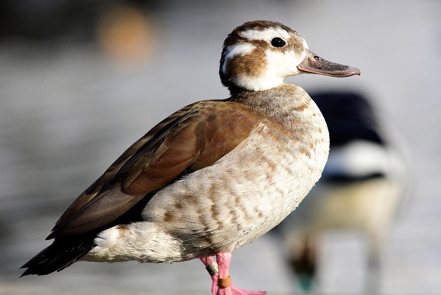 Ringed Teal Profile Photograph
