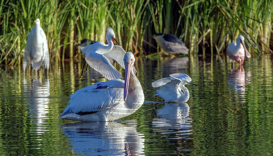 Water Birds 4952-022721-2 Photograph by Tam Ryan