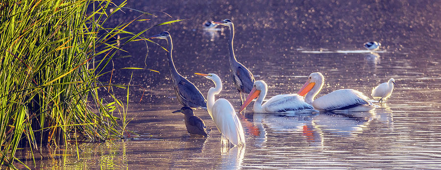 Water Birds 5724-030121-2 Photograph by Tam Ryan
