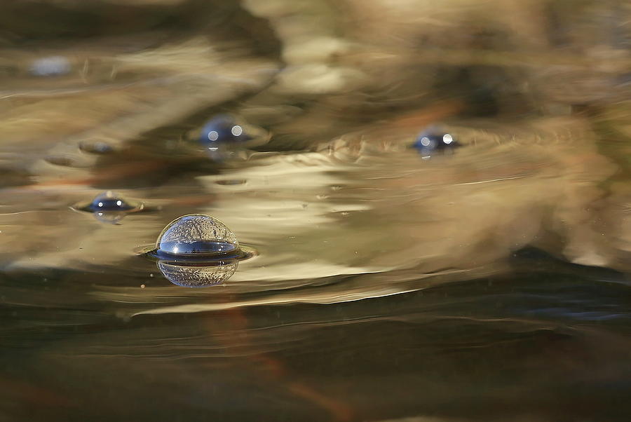 Water Bubble Photograph By Erin Thomsen Fine Art America