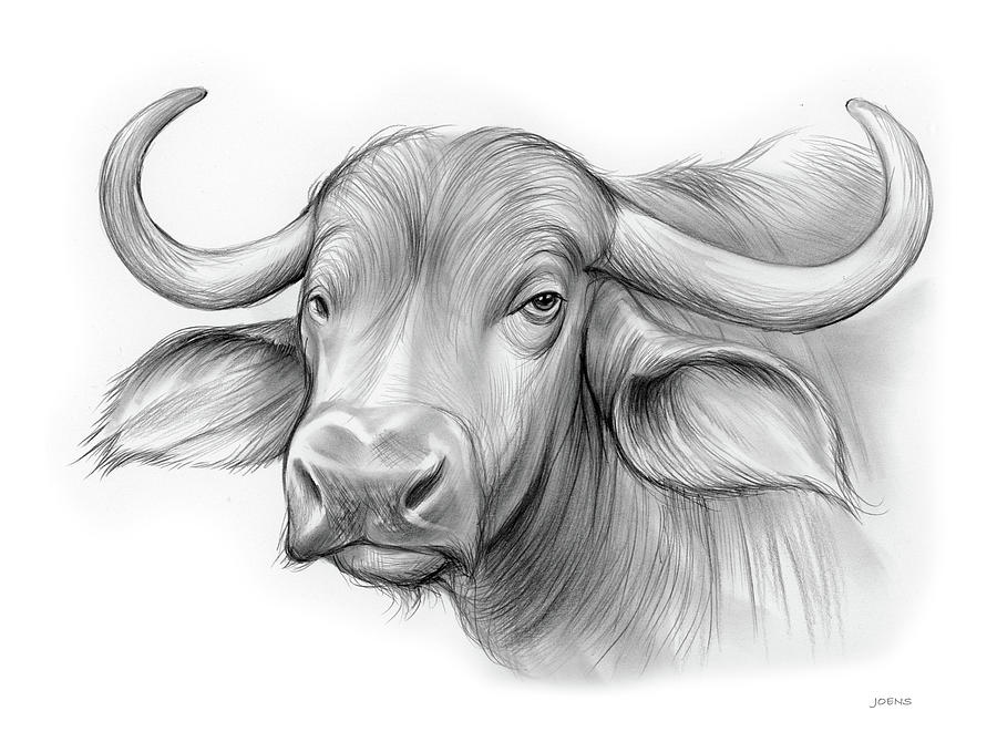 mindre tillykke periskop Water Buffalo Drawing by Greg Joens
