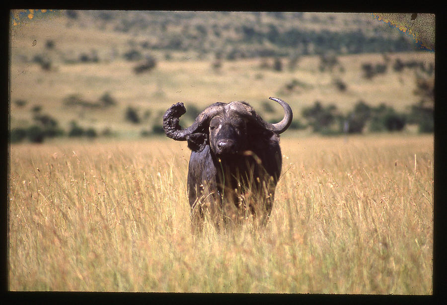 Water Buffalo in Field Photograph by Russ Considine