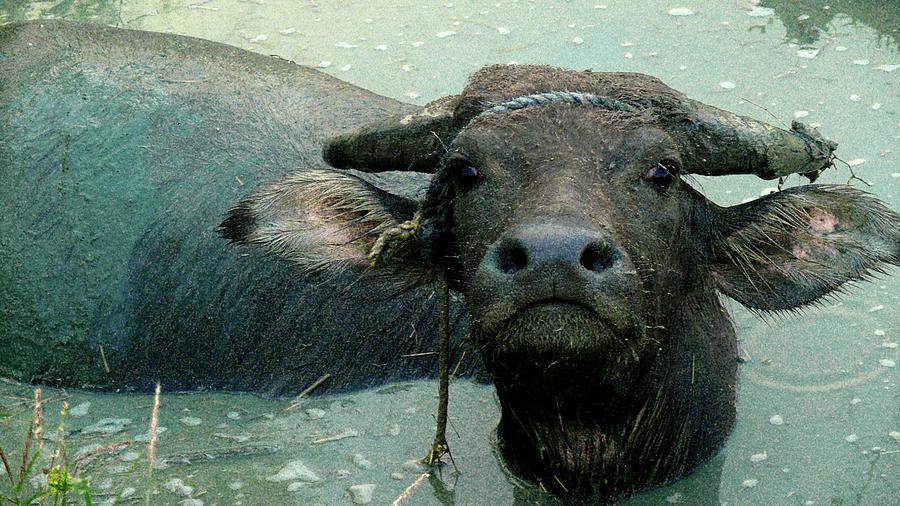 Water Buffalo Portrait Photograph by Robert Bociaga