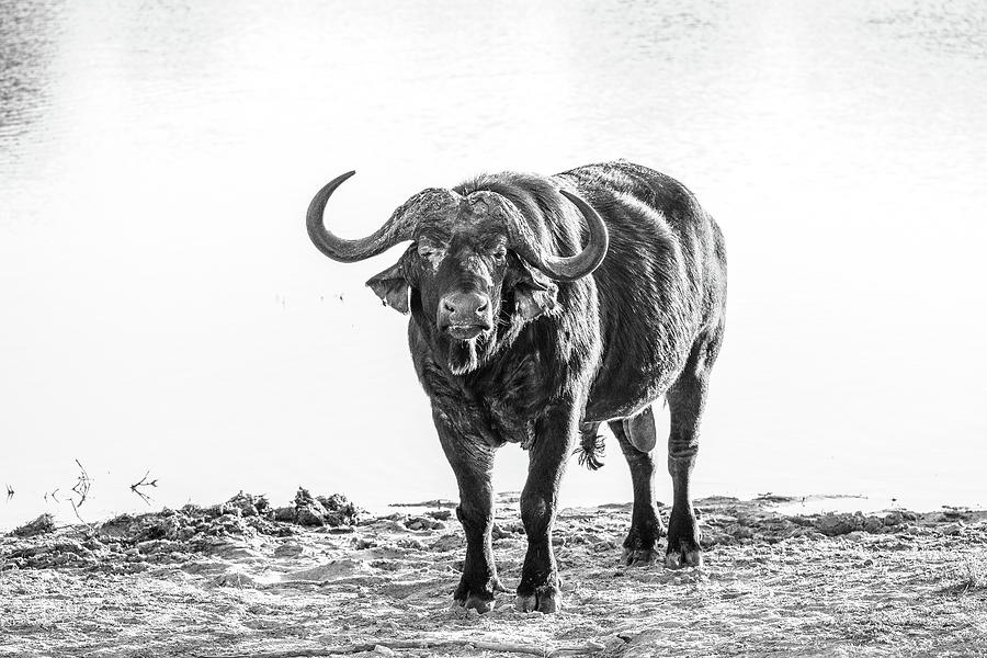 Water Buffalo Photograph by Jermaine Beckley