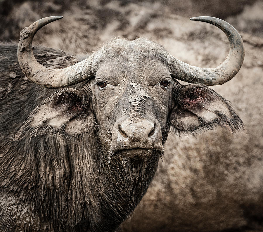 Water Buffalo Photograph by Maresa Pryor-Luzier