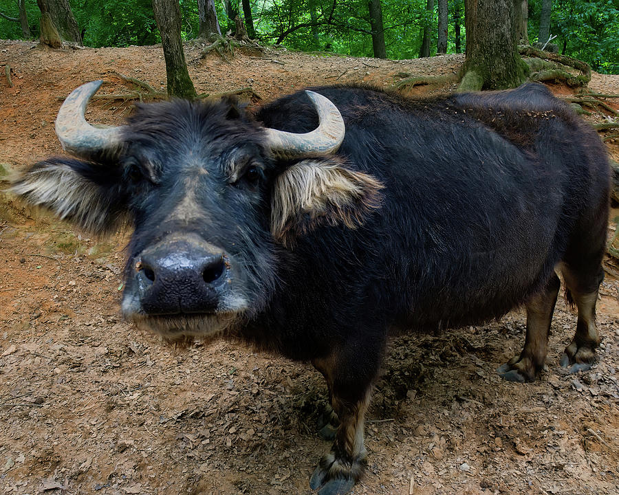 Water Buffalo On Dry Land Photograph by Flees Photos