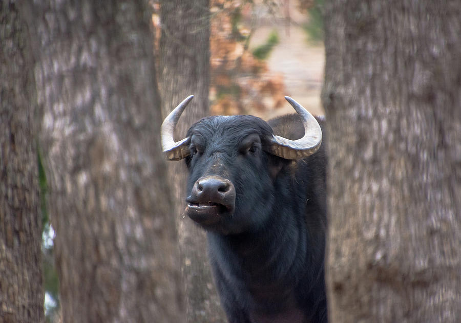 Water Buffalo Woolaroc Wildlife Preserve Oklahoma Photograph by Debra Martz