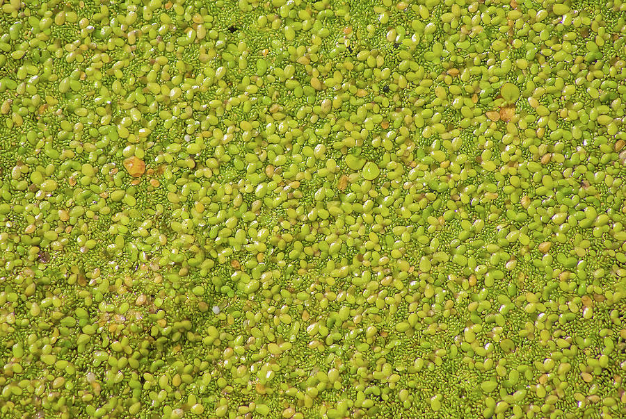 Water Bugs and  Duck Weed - 6404 Photograph by Jerry Owens
