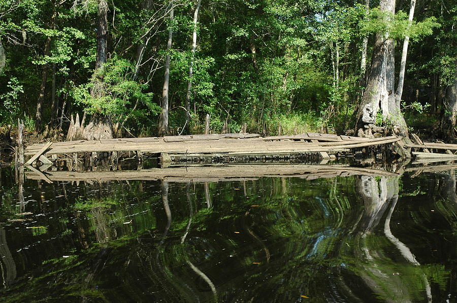 Water changes the tree shapes Photograph by Brigitta Diaz - Fine Art ...