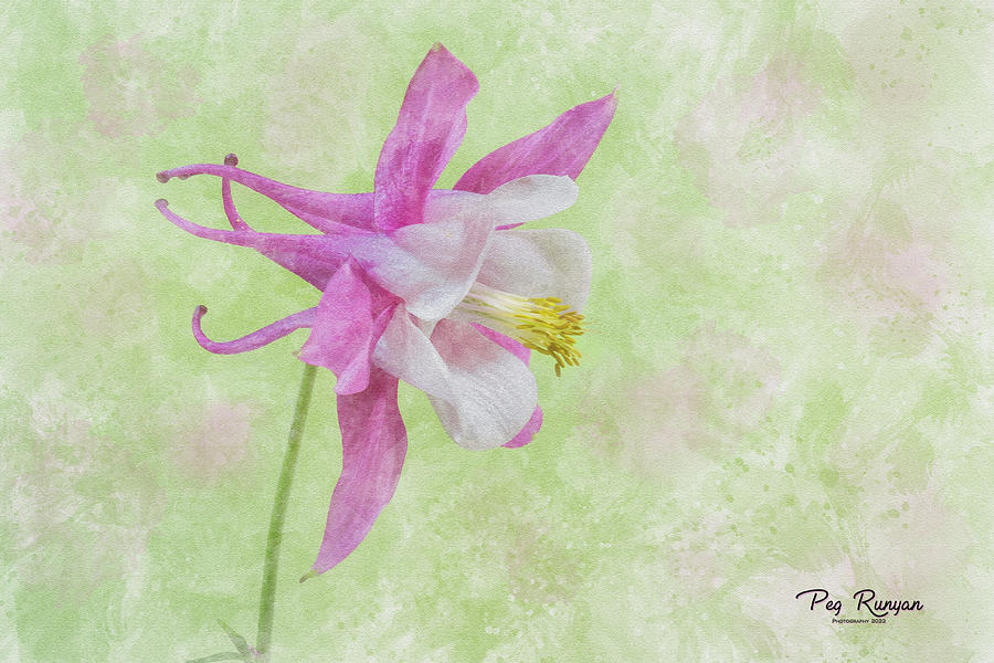 Water Color Columbine Photograph by Peg Runyan