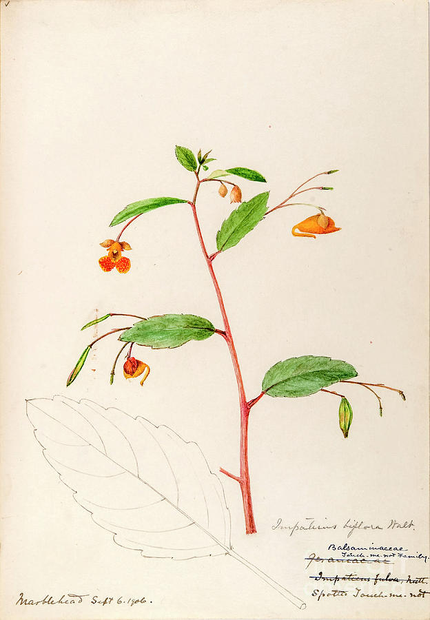 water-color sketches by Helen Sharp Vol 10 p19 Painting by Botany