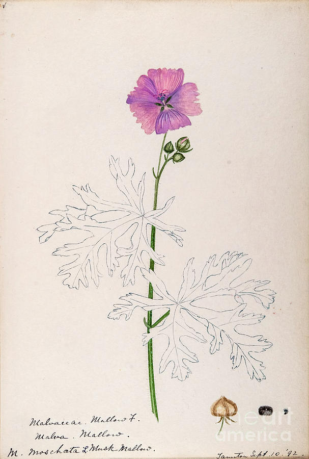 water-color sketches by Helen Sharp Vol 10 p24 Painting by Botany