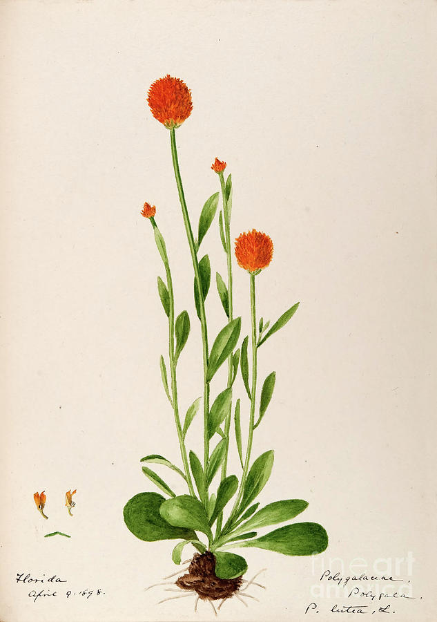 water-color sketches by Helen Sharp Vol 10 p7 Painting by Botany