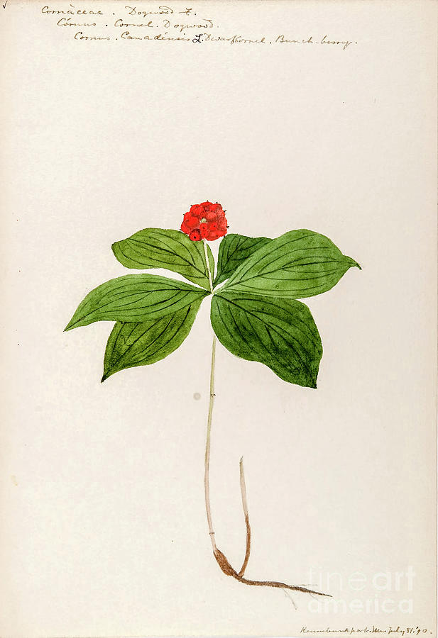 water-color sketches by Helen Sharp Vol 11 p19 Painting by Botany