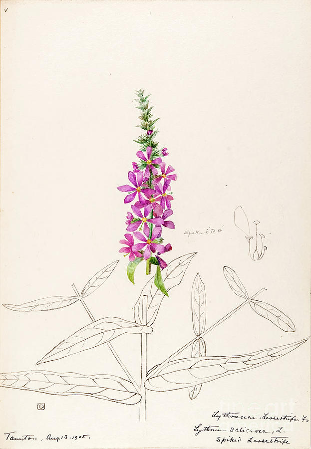 water-color sketches by Helen Sharp Vol 11 p9 Painting by Botany