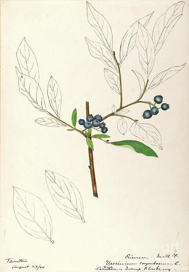 water-color sketches by Helen Sharp Vol 12 p20 Painting by Botany