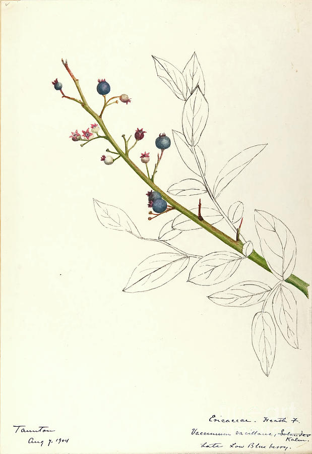 water-color sketches by Helen Sharp Vol 12 p23 Painting by Botany