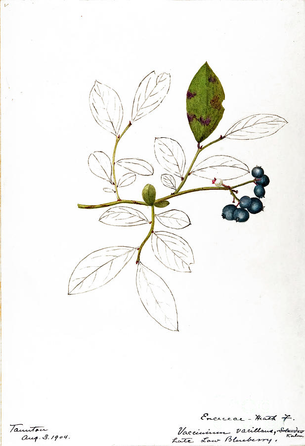 water-color sketches by Helen Sharp Vol 12 p24 Painting by Botany