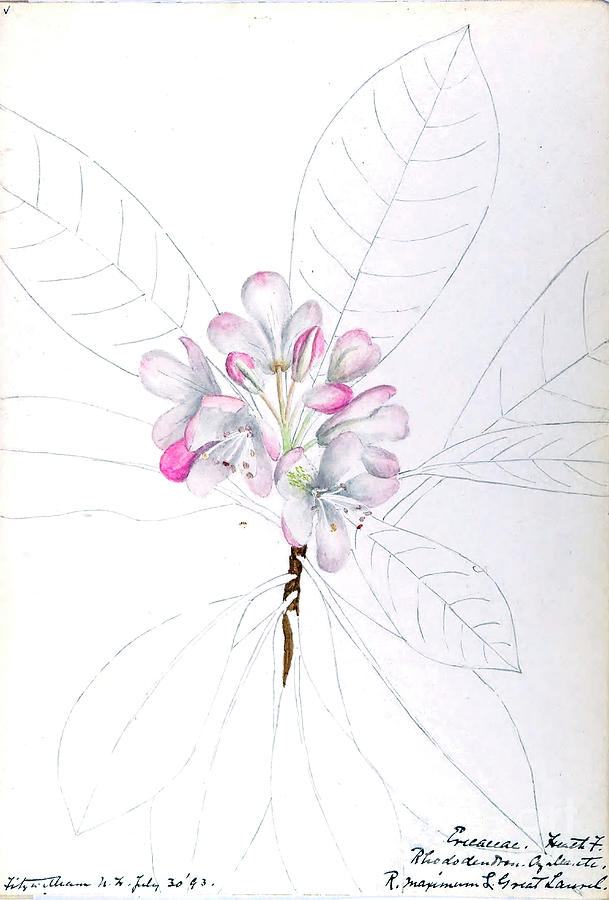 water-color sketches by Helen Sharp Vol 12 p9 Painting by Botany