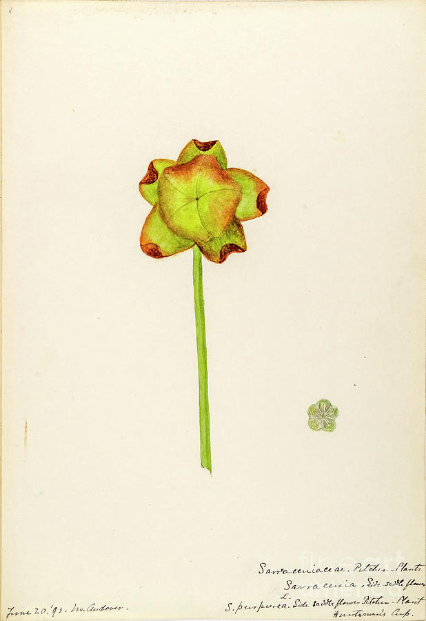 water-color sketches by Helen Sharp Vol 7 p10 Drawing by Botany