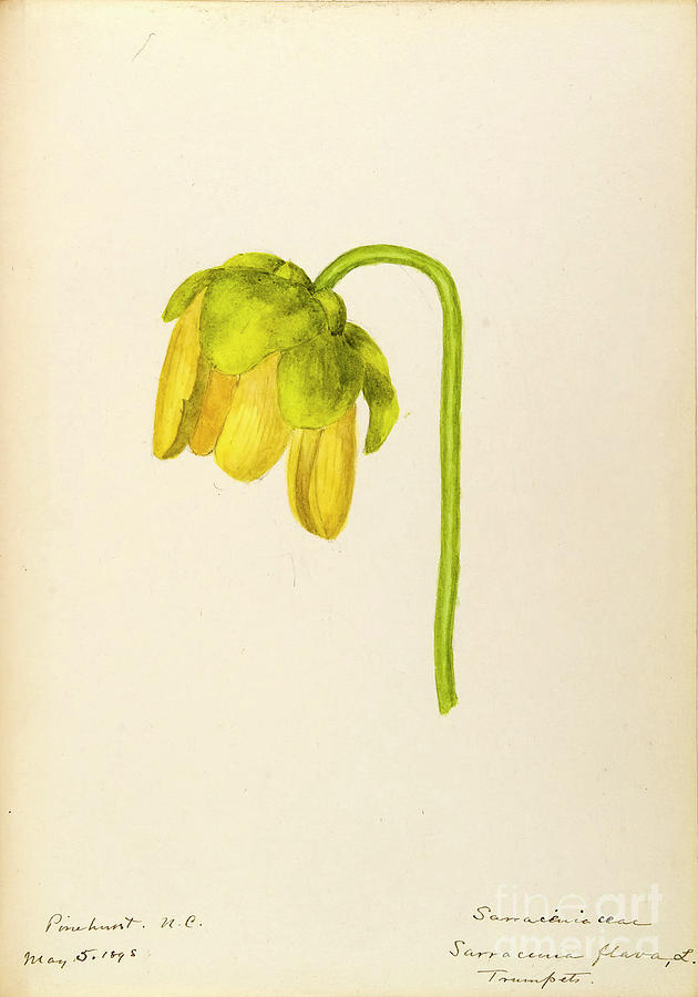 water-color sketches by Helen Sharp Vol 7 p11 Drawing by Botany