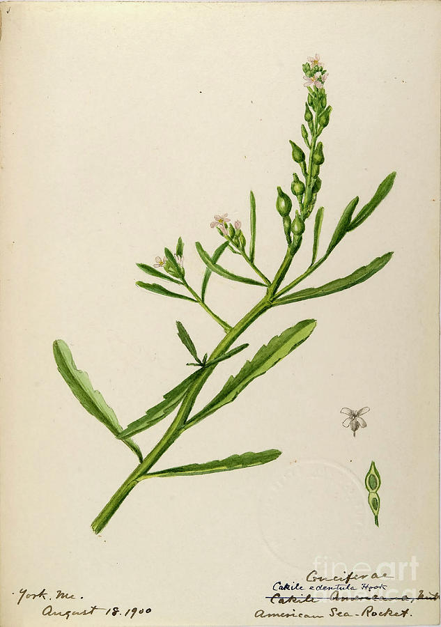 water-color sketches by Helen Sharp Vol 7 p2 Drawing by Botany