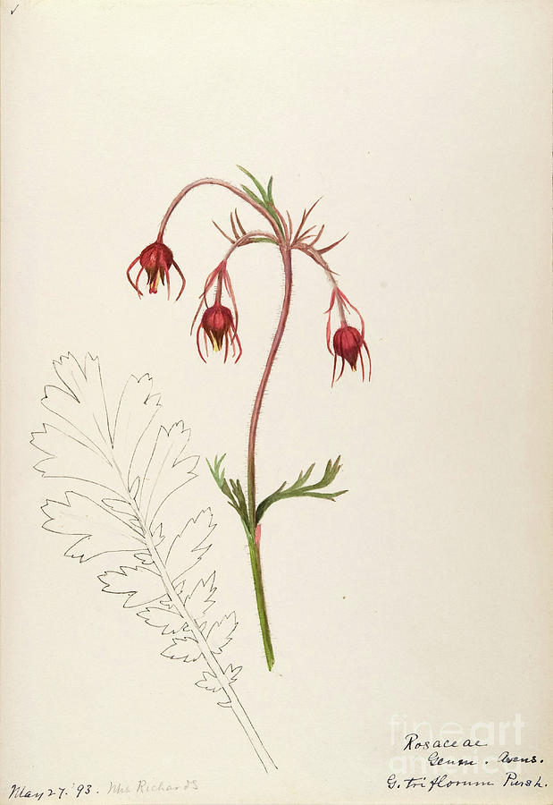water-color sketches by Helen Sharp Vol 8 p12 Painting by Botany