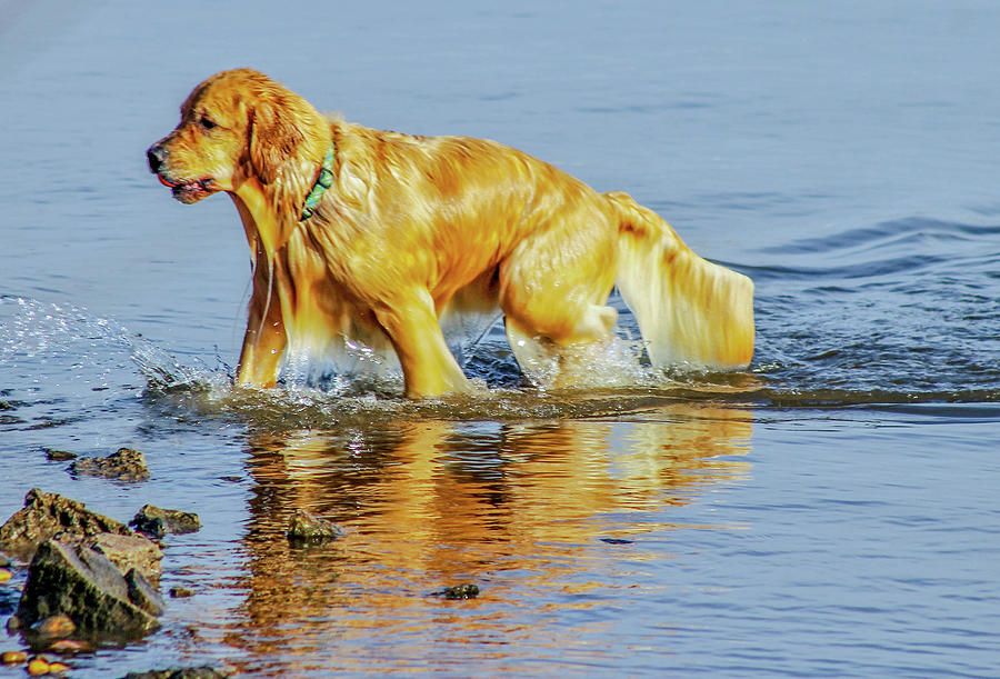 Water Dog Photograph by Addison Likins