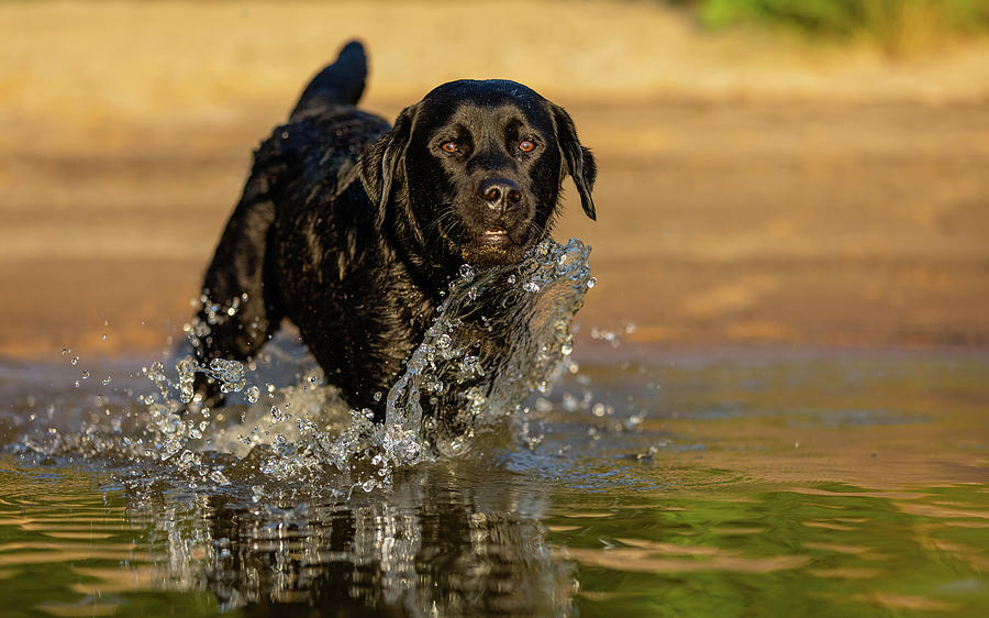 Water Dog Photograph by Rachel Morrison