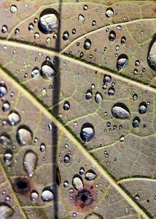 Water Drips on a Leaf Photograph by Amelia Pearn