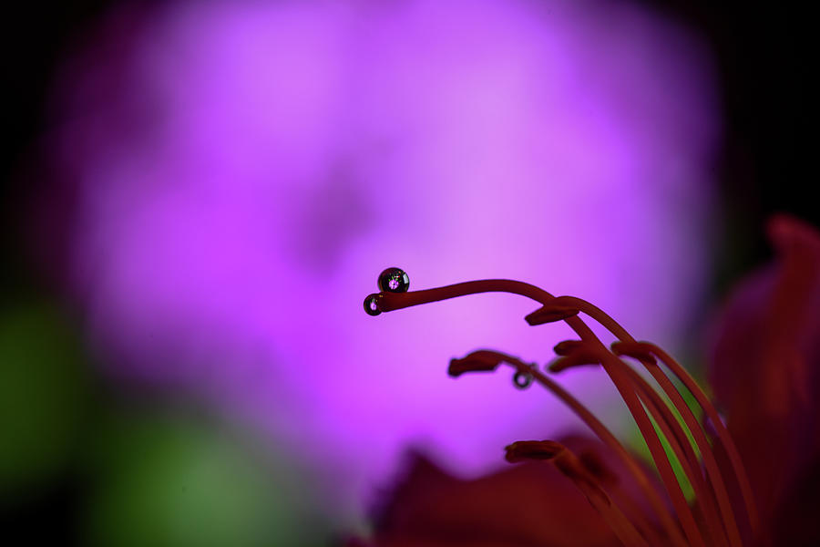 Water drop in front of purple flower with reflection in the water Photograph by Dan Friend