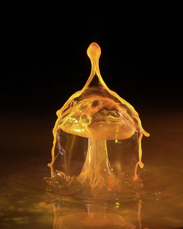 Water Drop Mushroom Photograph