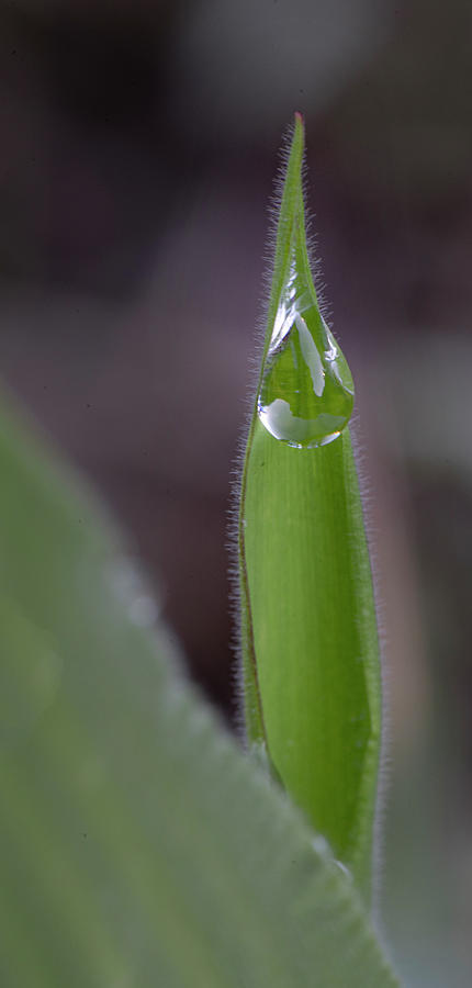 Water Photograph - Water Drop On A Grass Blade by Phil And Karen Rispin