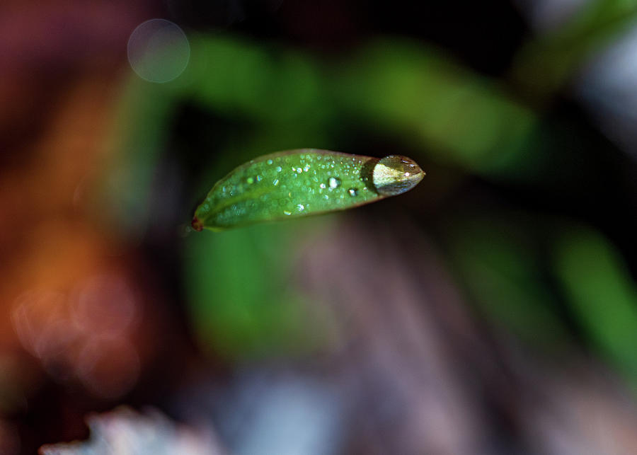 Water Drop on a Leaf Tip Photograph by Amelia Pearn