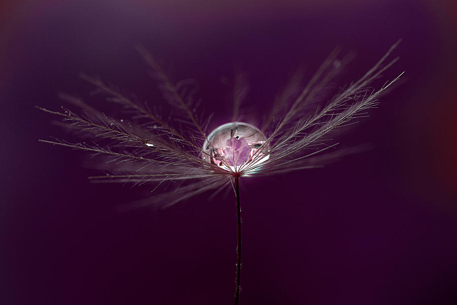 Water drop on a parachute Photograph by Wolfgang Stocker