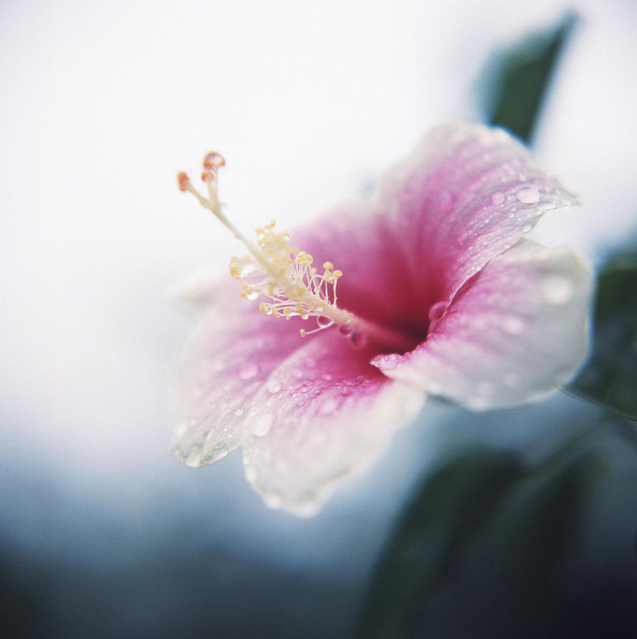 Water drop on Hibiscus flower Photograph by Photography By Bert.design