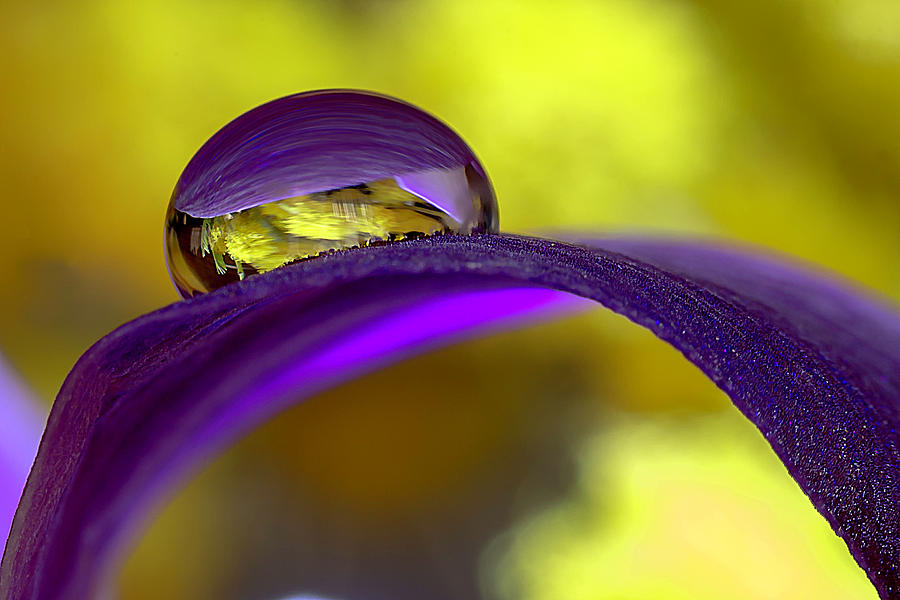 Water drop on orchid leaf Photograph by Wolfgang Stocker