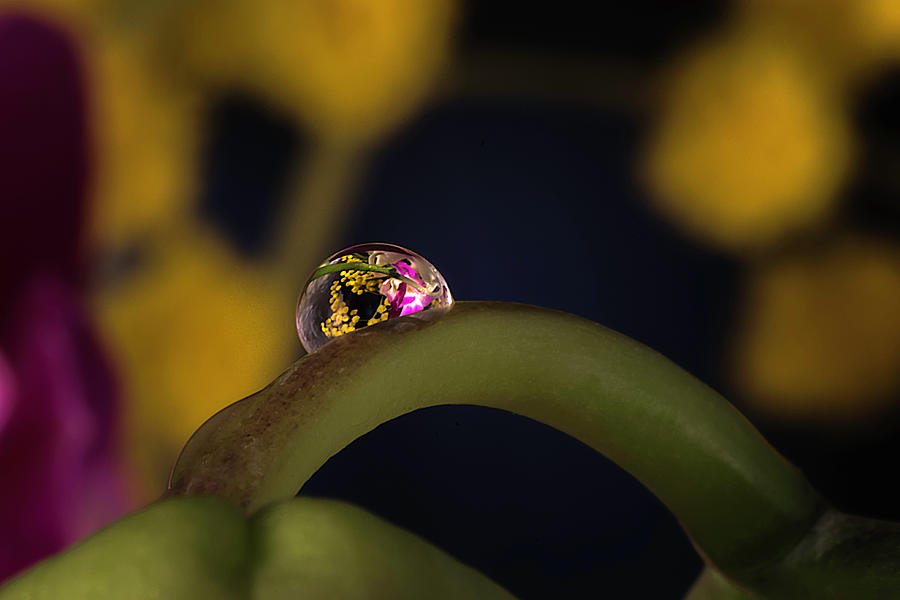 Water drop on orchid stem Photograph by Wolfgang Stocker