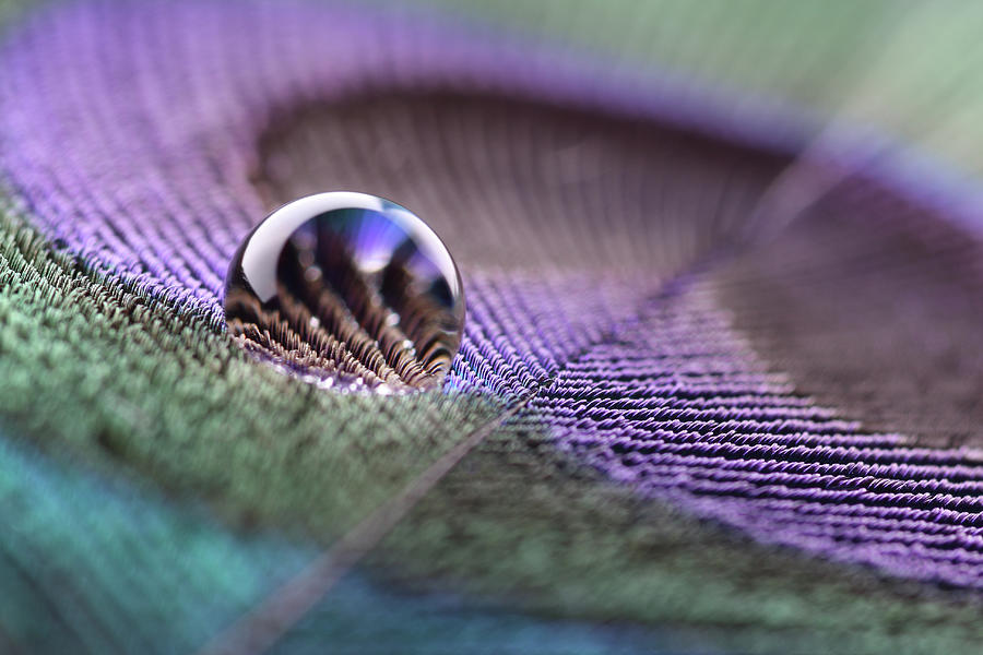 Water Drop On Peacock Feather Photograph