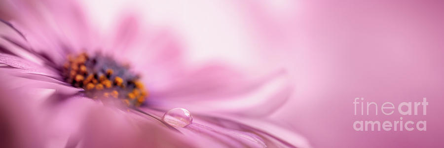 Daisy Photograph - Water drop on pink panorama by Delphimages Photo Creations