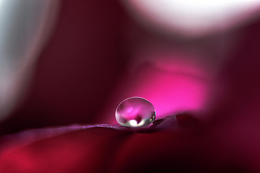 Water drop on Poinsettia 3 Photograph by Wolfgang Stocker