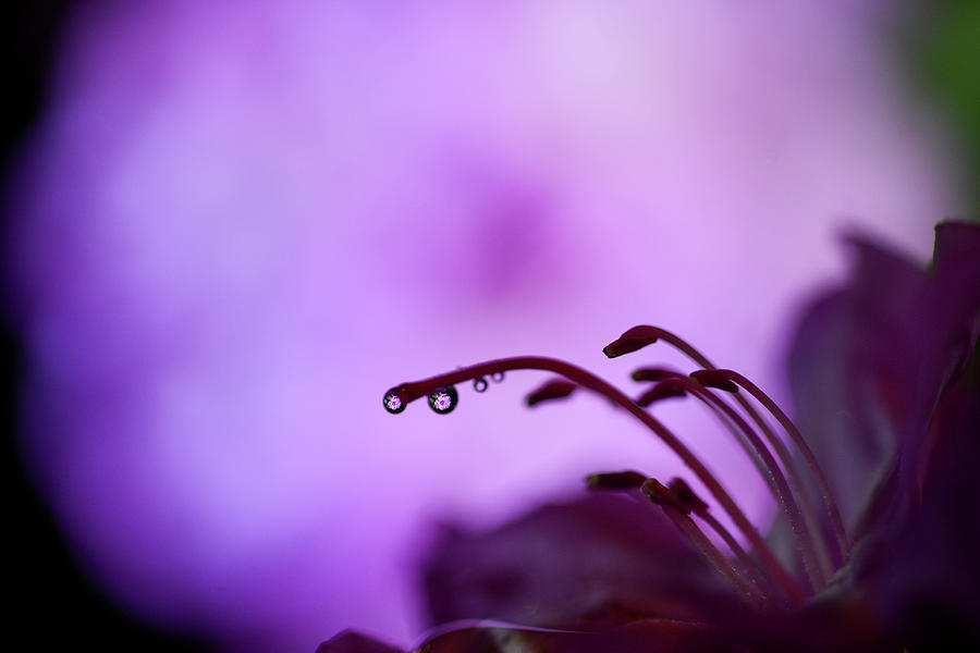 Water drop reflections of flower Photograph by Dan Friend