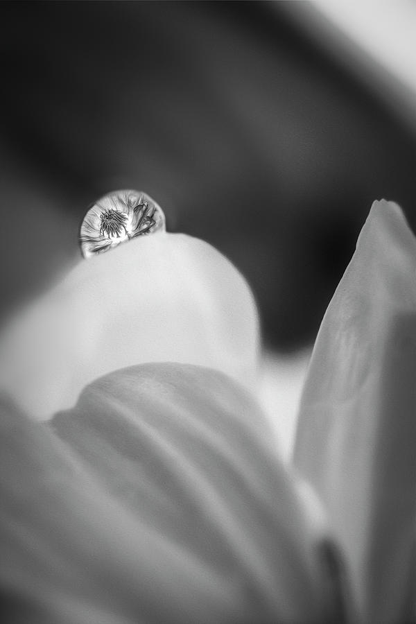 Water Drop Refraction BW BW Photograph by Susan Candelario