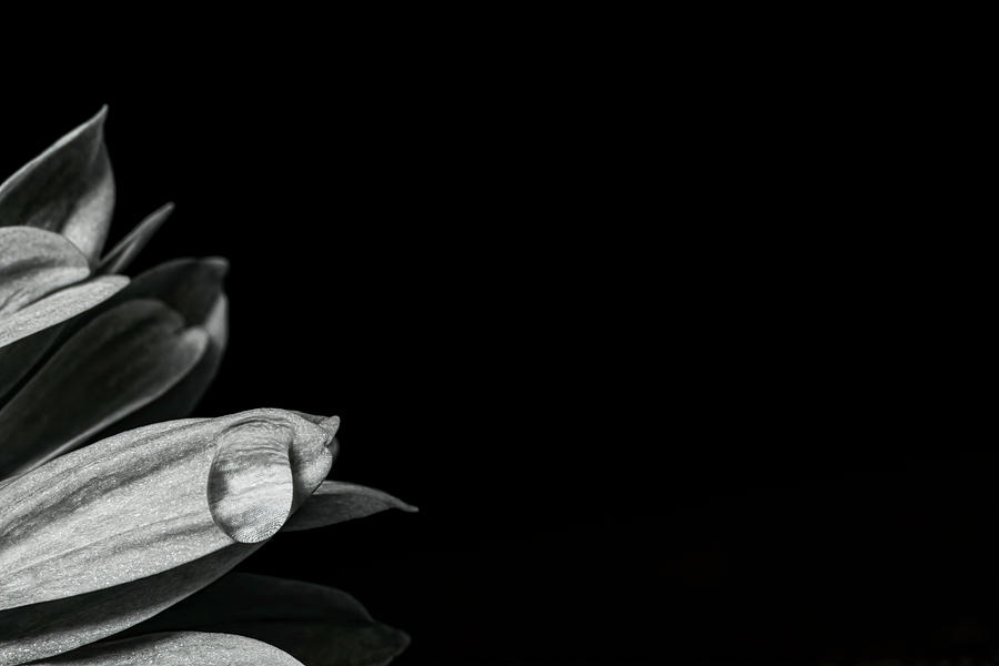 Flower Photograph - Water Drop by Sandi Kroll