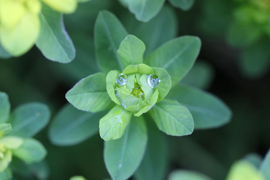 Spurge Water Droplet Face Photograph by Tammy Pool