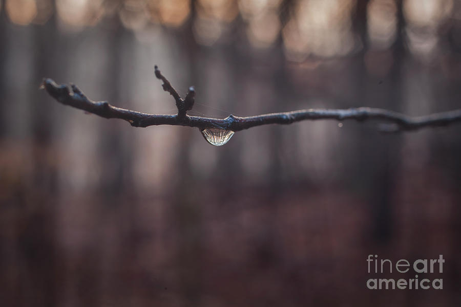 Water Droplet on Branch Photograph by Jonathan Welch