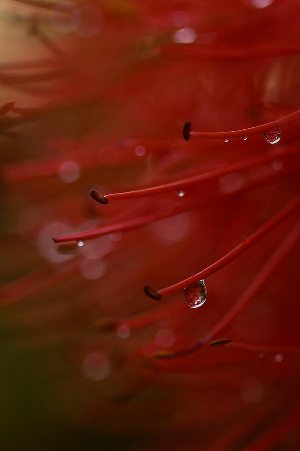 Water Droplet On May Flower 1 Photograph by Ramabhadran Thirupattur