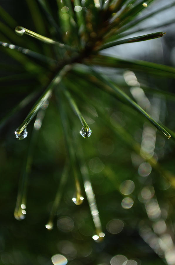 Pine Needle Water Droplet Photograph by Patrick O'Connor - Pixels