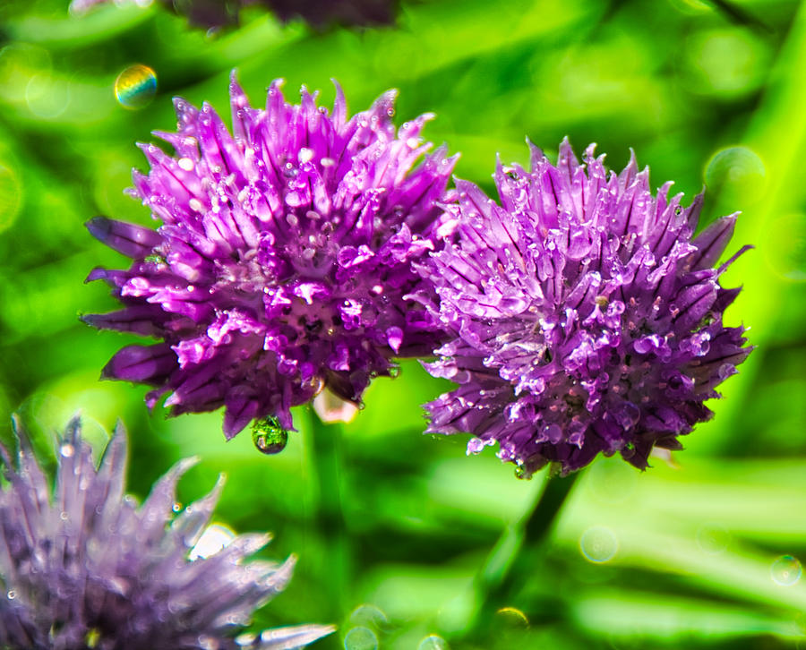 Water Droplet Purple Flowers Mixed Media