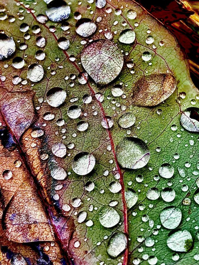 Water Droplets 3 Photograph by Brandon Strellis Water Droplets 3 Photograph by Brandon Strellis